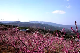 牟定：三月桃花醉春风 灼灼其华惹人爱图片