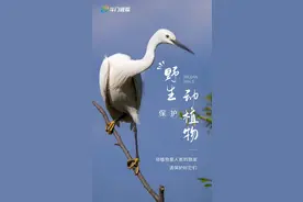 斗门“好野”！种类真不少…图片