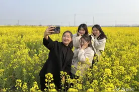 油菜花开春意浓，赏花踏青正当时图片