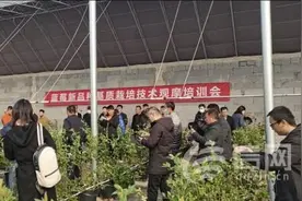青岛市蓝莓种植面积10万余亩 年产值13亿元图片