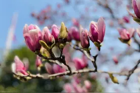 踏青赏花后起红疹，中年女子患上过敏性皮炎图片