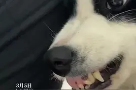 边牧朝小猫呲牙过猛，喷出鼻涕泡，网友：气氛突然就尴尬了图片