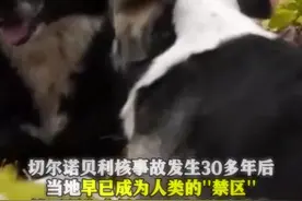 核事故30年后 流浪狗在人类“禁区”这样生存…图片