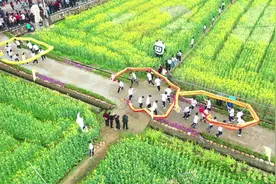 望城茶亭万亩油菜花海灿烂迎客图片