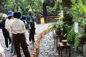 14种珍稀濒危蕨类首次展出！珍奇蕨类植物展在仙湖植物园举行图片