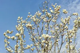 白玉兰、紫玉兰、星花玉兰……奉贤进入玉兰盛放期图片