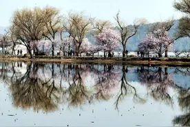 颐和园山桃进入盛花期，园艺师揭秘西堤“桃花源”如何打造图片