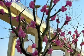 上海街头法国梧桐秒变樱花树，网友：你是懂春天的图片