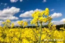 李一消//三月，你好！图片