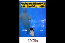 萌娃和白鲸合照差点被吓哭，白鲸：我去吓吓这个小朋友图片