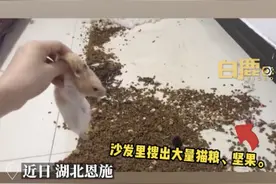 仓鼠“越狱”一个月，在沙发里偷藏大量猫粮，网友：甚至还有棉花床，太会享受了！图片