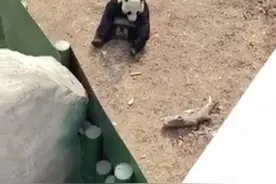 沈阳一游客给熊猫投喂火腿肠，动物园：第一时间拿走，已加强巡逻图片