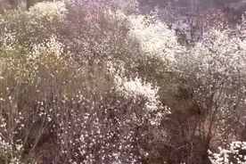 果然视频|仲春美景，航拍济南市中心大花园的春色满园图片