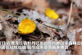 黑龙江牡丹江：冰凌花开惊艳春日图片