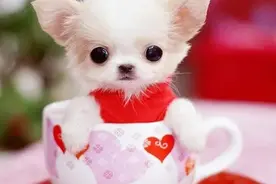 别再买茶杯犬了！最迷你的7种狗不香吗？图片