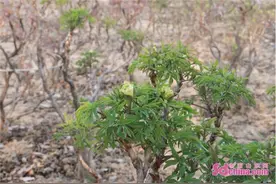 3月底菏泽牡丹次第开放，各牡丹园精心“装扮”备战牡丹旅游节！图片