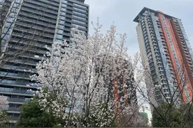 杭城春日限定款上新！滨江“最美跑道”十里樱花已悄悄开放图片