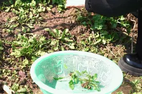 吃一碗荠菜馄饨，尝一口春天的味道！图片