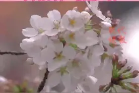 一夜春雨“浇醒”了鸡鸣寺路的樱花，这个周末你赏樱了吗？图片