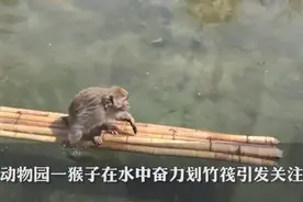猴子坐竹筏划水，园方：“它自己学会的”，网友：“严加看管，防其打上天宫”图片