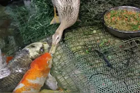 海洋馆辟谣“鸭子用嘴喂食锦鲤”：鸭子喝水时漏食，锦鲤过来吃残渣图片