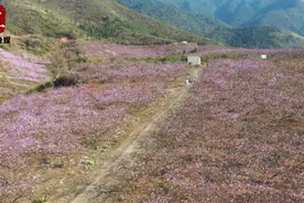 视频丨江华桥市乡野猪桥村：千亩桃花开漫山坡图片