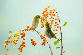 赏心悦目！国画中的鸟语花香原来是真的图片