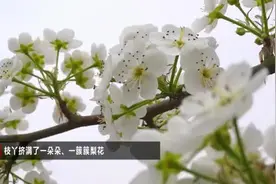 视频｜肇庆怀集：百亩梨花竞相开，漫山“雪景”惹人醉图片