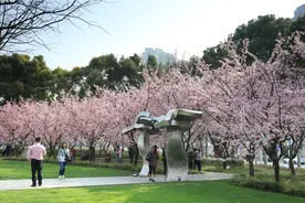 收藏这份樱花拍摄技巧，你也能出大片图片