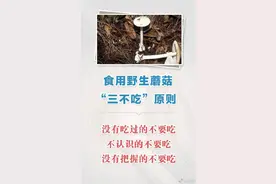 不做“菇勇者”！野生蘑菇有毒没毒，你真的分不清图片