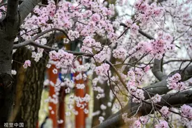颐和园山桃花陆续盛开 市民赏花拍照图片