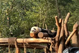 成都早起“新玩法” 熊猫基地看“花花”图片