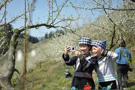 罗甸：春意正浓李花开 游人踏青赏花来图片