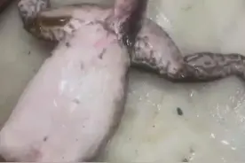 有图，有视频！即墨一只牛蛙长了5条腿！竟然还有3、6、7、8条腿的图片
