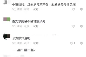 合肥网友拍摄到大量飞鸟聚集盘旋场景，引发热议 专家：非天气异象图片