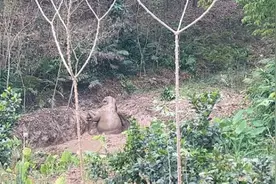 暖心救援！云南野生亚洲象坠坑，大象被救后挥鼻道谢图片