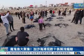 魔鬼鱼大聚集 加沙海滩现数十条搁浅蝠鲼图片