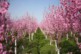 三月桃花朵朵开，红白相间总相宜图片