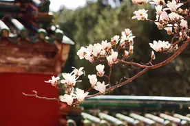 玉兰、山桃、杏花次第绽放，天坛公园将迎赏花好时节图片