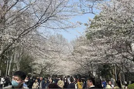 今起南京进入最佳赏樱期！“樱花之约”给你一场视觉盛宴图片
