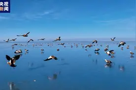 青海湖自然保护区水鸟总量年均保持在41万余只图片