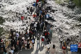 南京：樱花盛开引客来图片