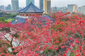 从一朵花读懂一座城——“英雄花开英雄城”画下“满月”句点图片
