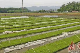 垦造水田项目建成民心工程图片