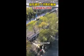 当风遇见了济南的垂柳，于是风就有了形状图片