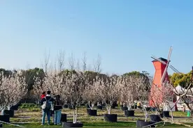 樱桃花最佳观赏期已到！就在金山这里→图片