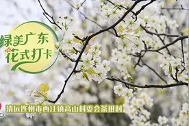一树梨花一袭雪，清远连州美爆了丨绿美广东 “花”式打卡图片