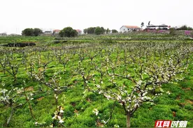好玩又好看！珠晖区金甲梨园第八届梨花节3月18日开幕图片