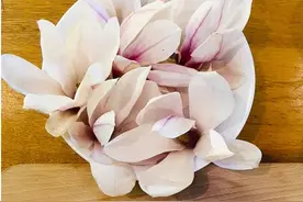 花茶、沙拉……当玉兰上了餐桌……图片
