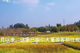 30秒︱航拍自贡沿滩千亩彩色油菜基地 用油菜花“写”出“美丽乡村”图片
